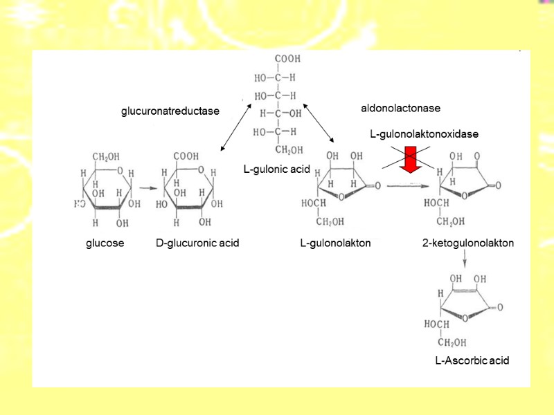 glucose D-glucuronic acid L-gulonic acid L-gulonolakton L-gulonolaktonoxidase 2-ketogulonolakton L-Ascorbic acid glucuronatreductase  aldonolactonase